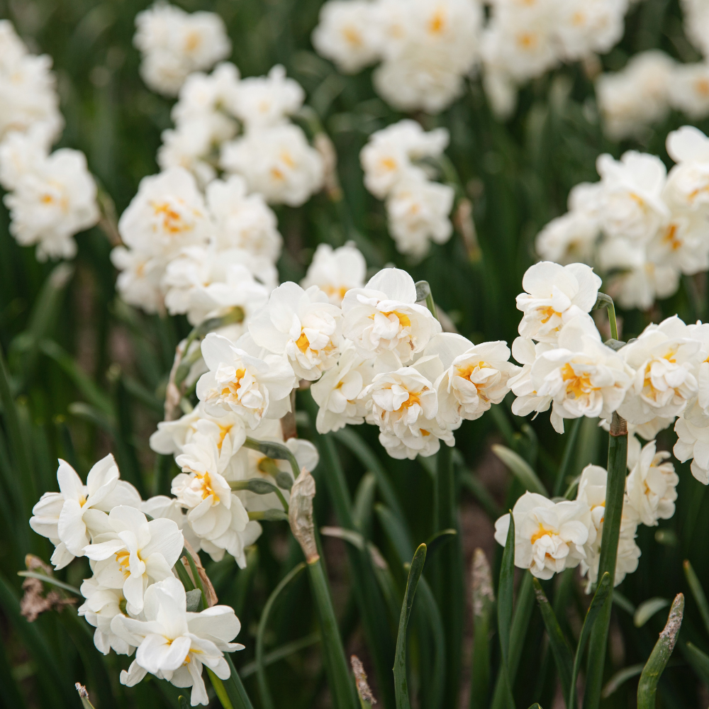 Narcissus 'Bridal Crown' BIO