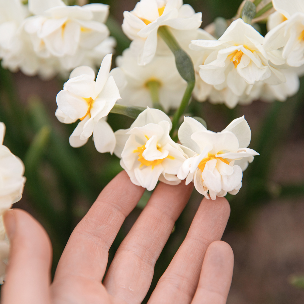 Narcissus 'Bridal Crown' BIO