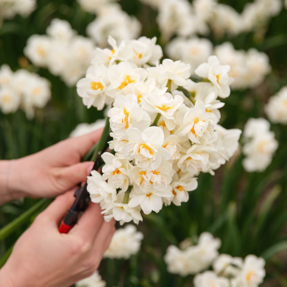 Narcissus 'Bridal Crown' BIO