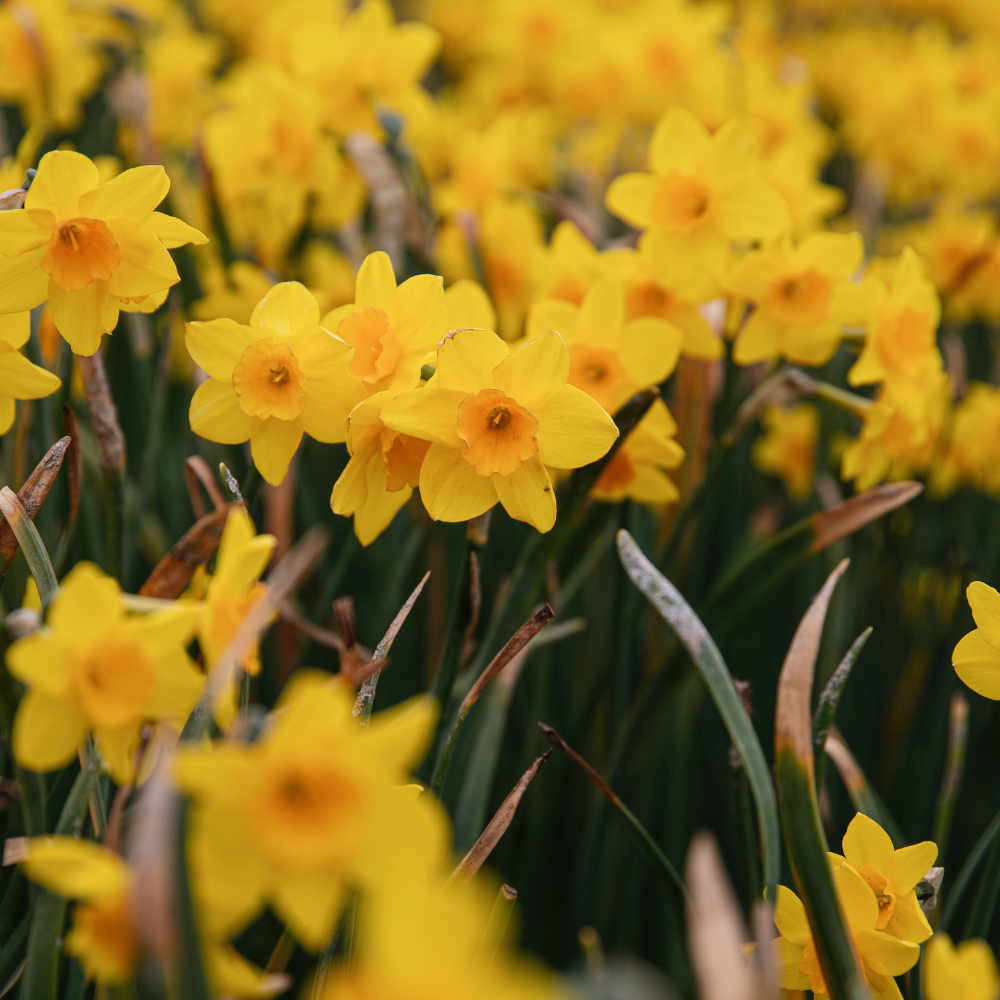 Narcissus 'Golden Dawn' BIO