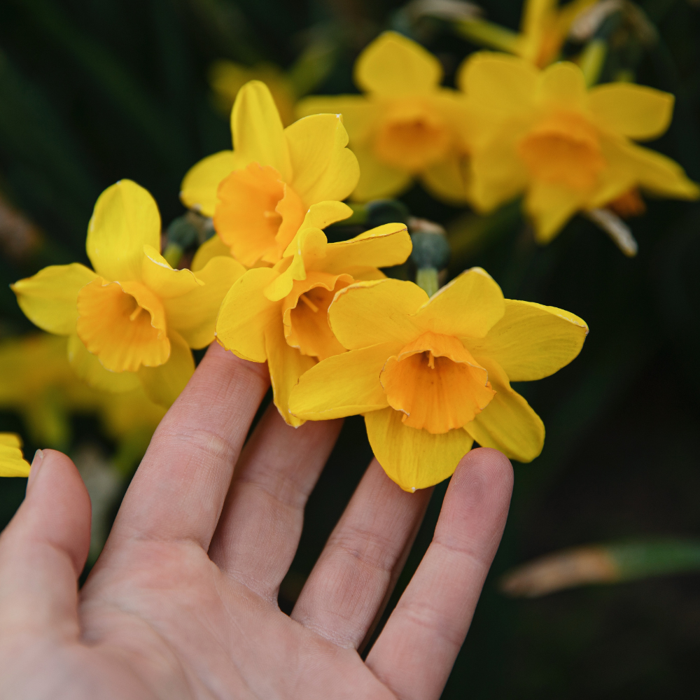 Narcis 'Golden Dawn' BIO