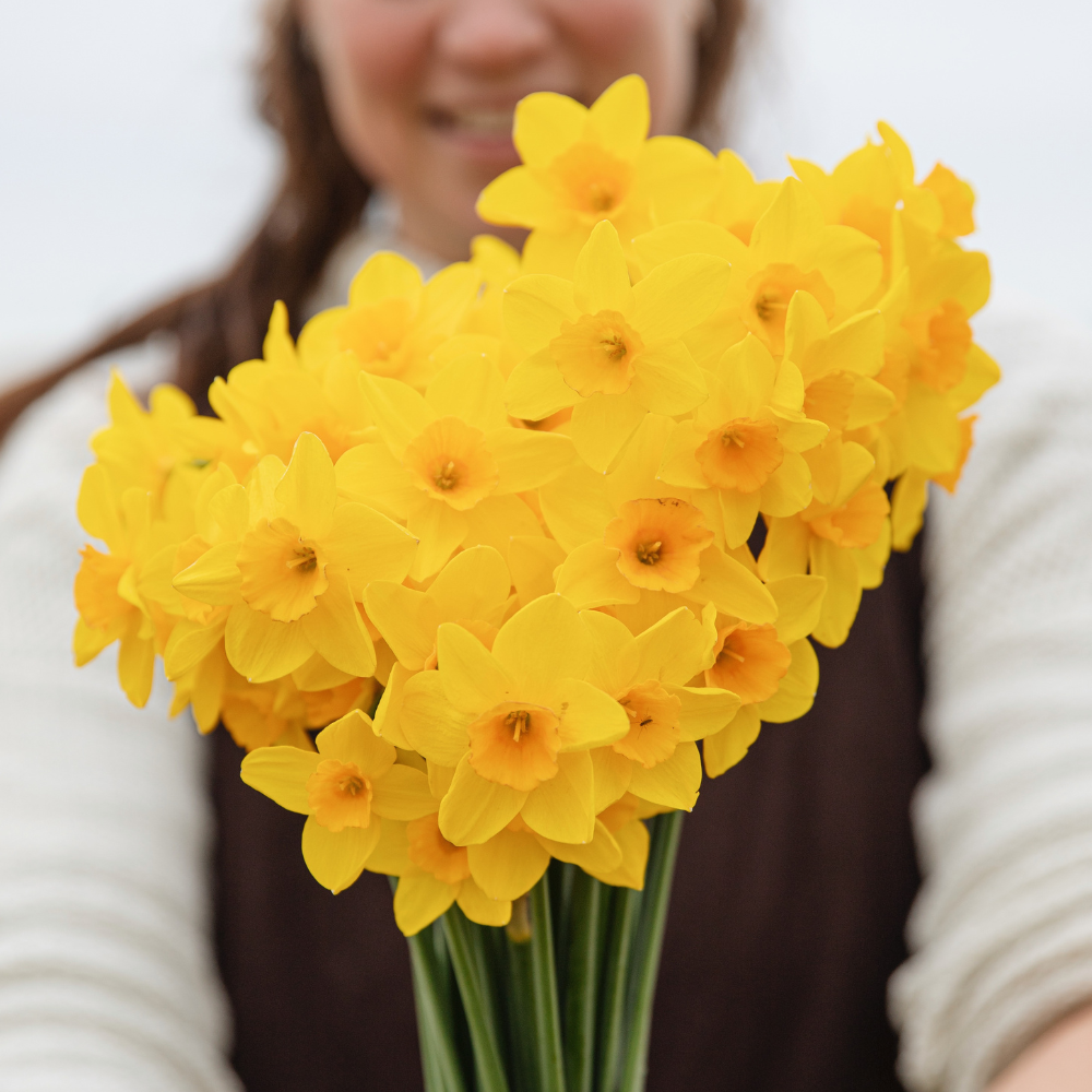 Narcissus 'Golden Dawn' BIO