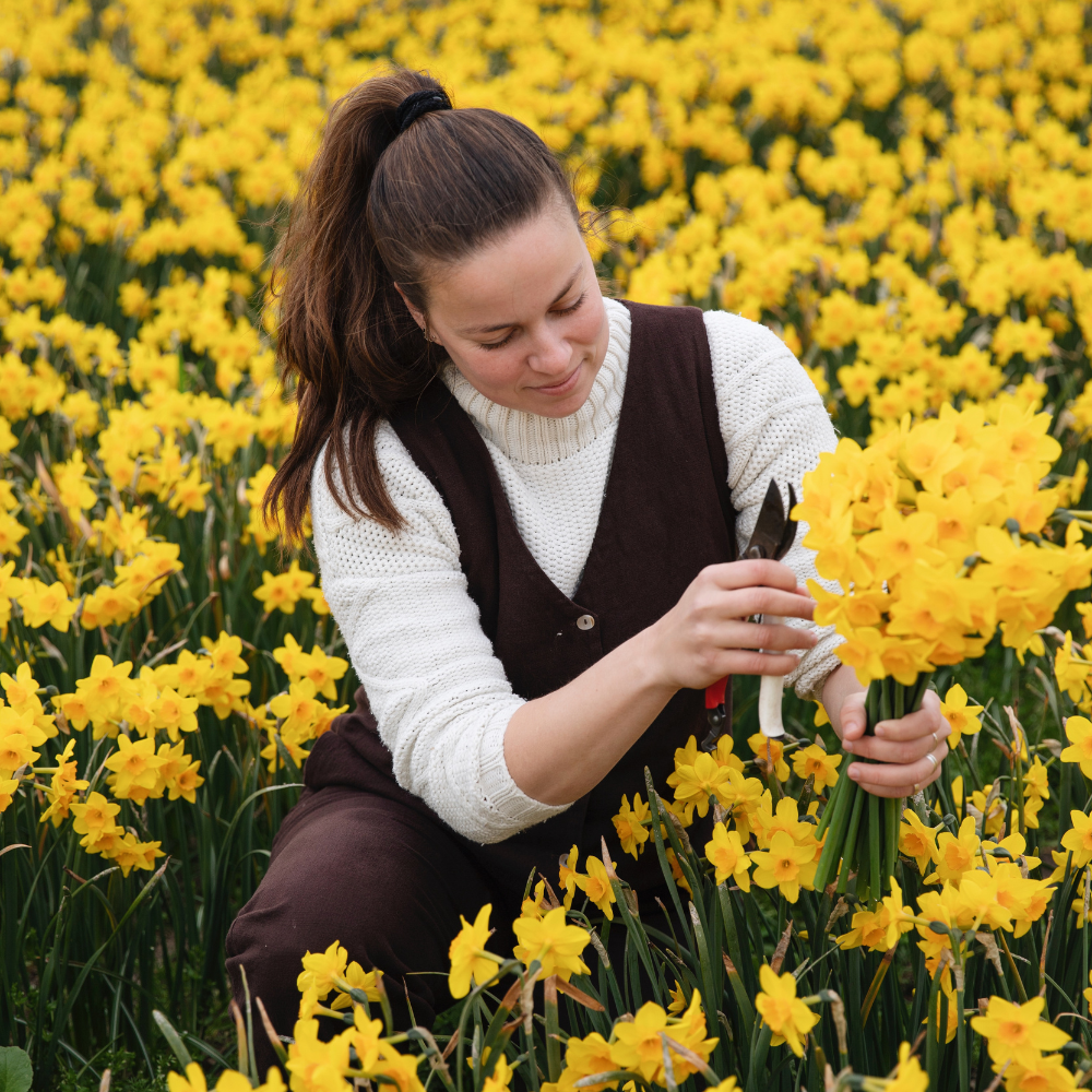 Narcissus 'Golden Dawn' BIO