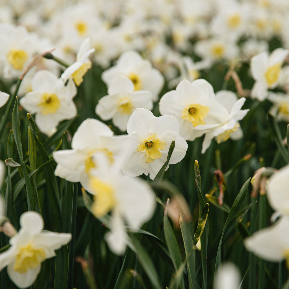 Narcissus 'Papillon Blanc' BIO