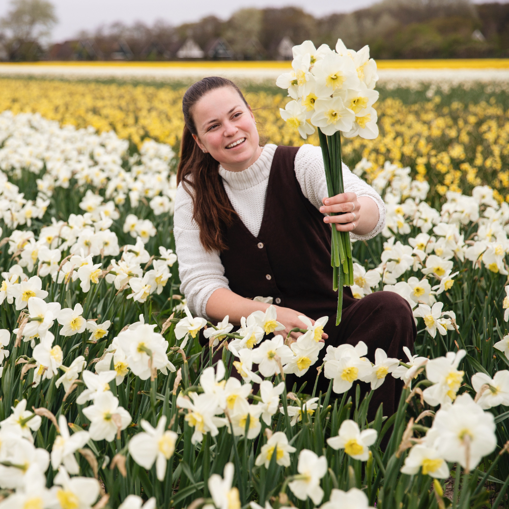 Narcissus 'Papillon Blanc' BIO