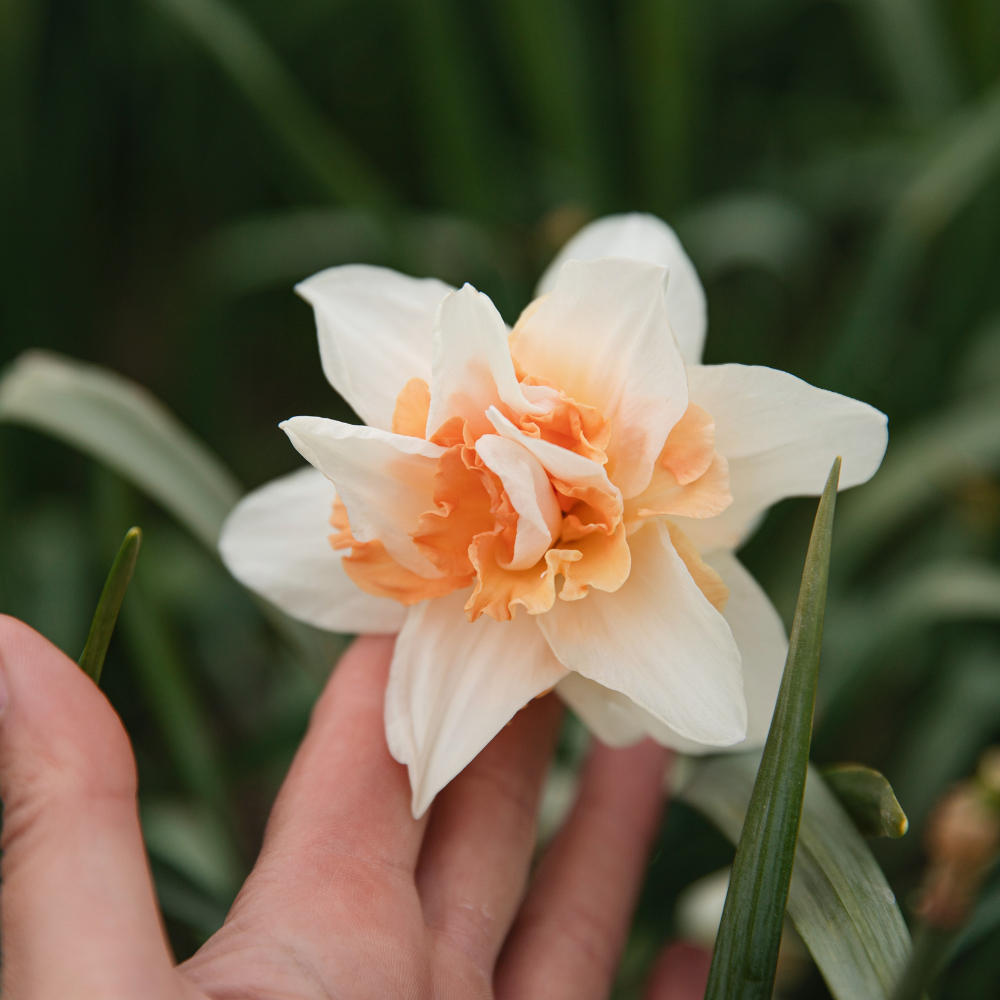 Narcissus 'Replete' BIO