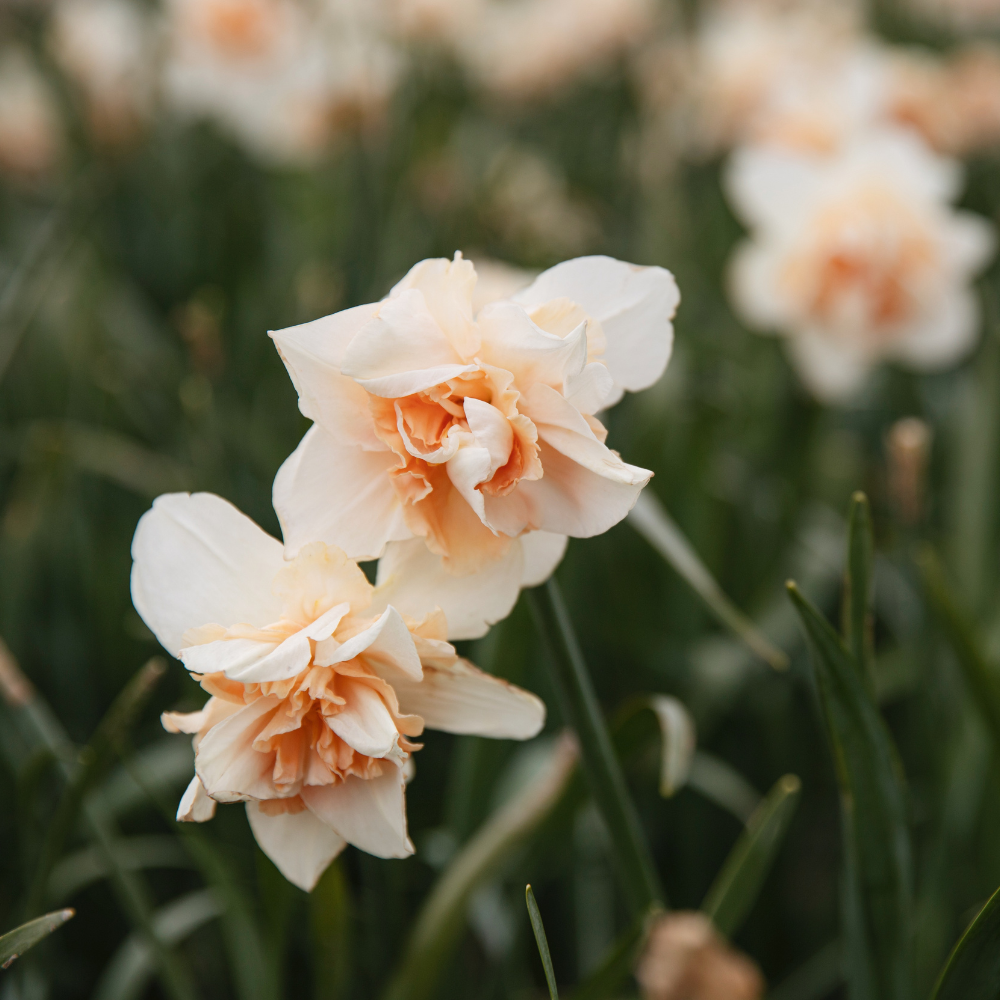 Narcissus 'Replete' BIO