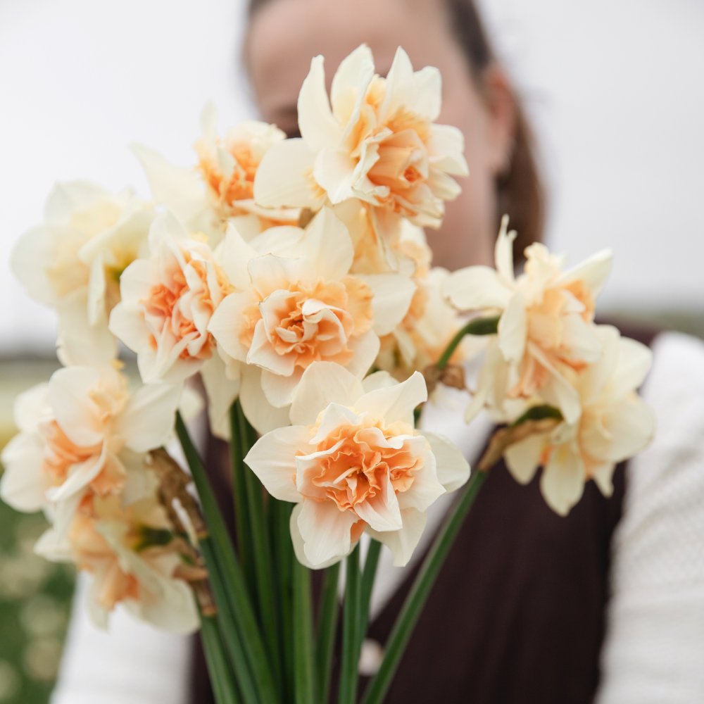 Narcissus 'Salomé' BIO