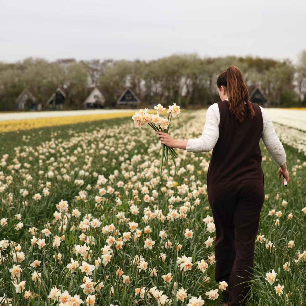 Narcissus 'Replete' BIO