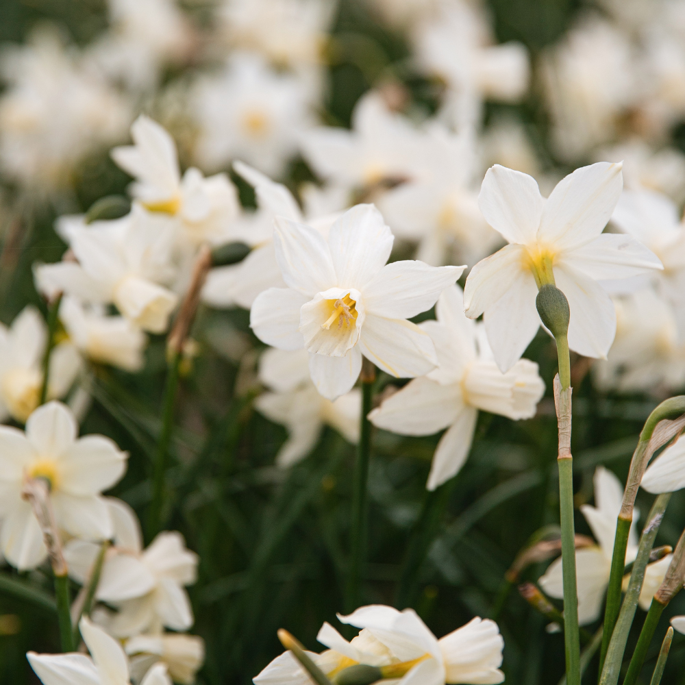 Narcissus 'Sailboat' BIO