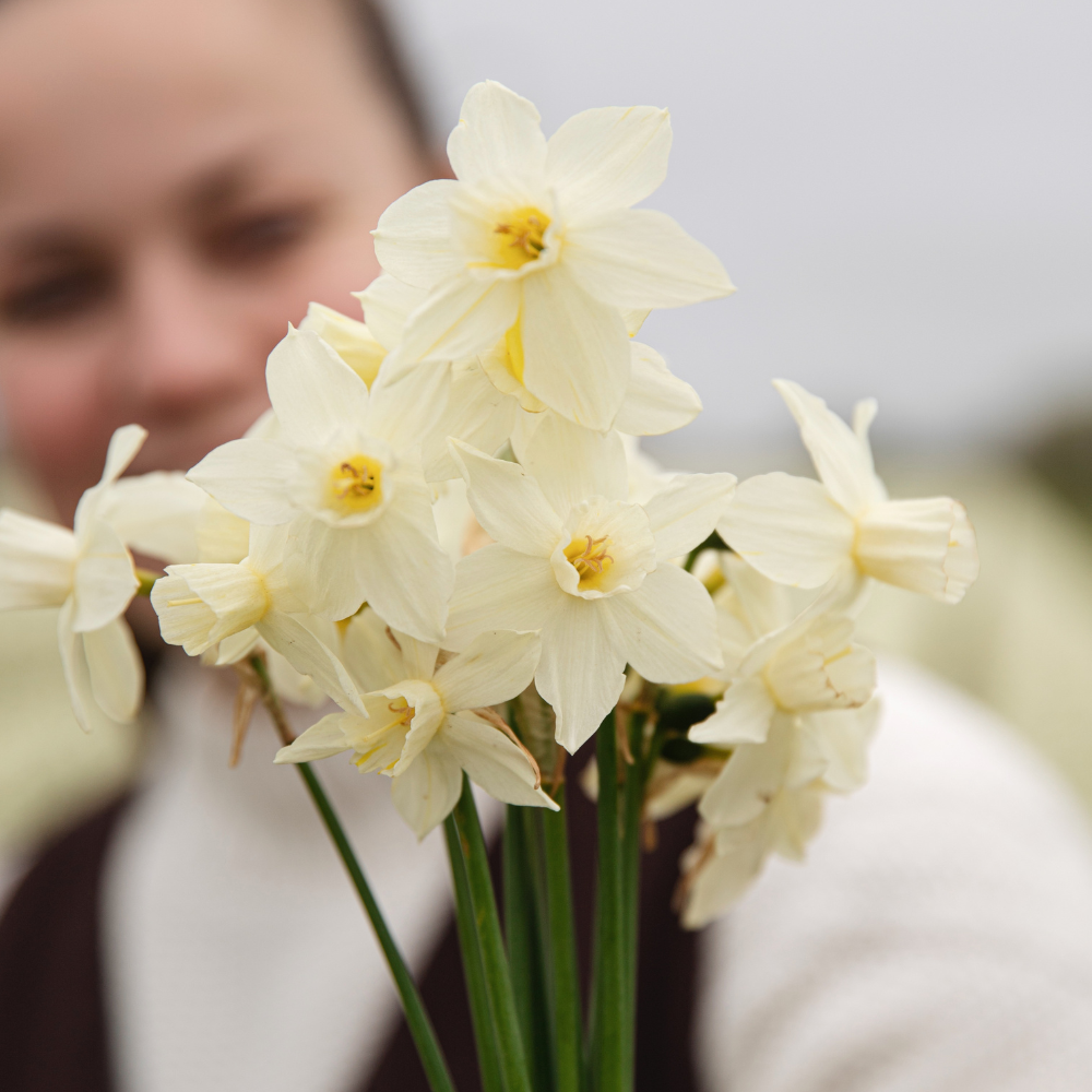 Narcissus 'Sailboat' BIO