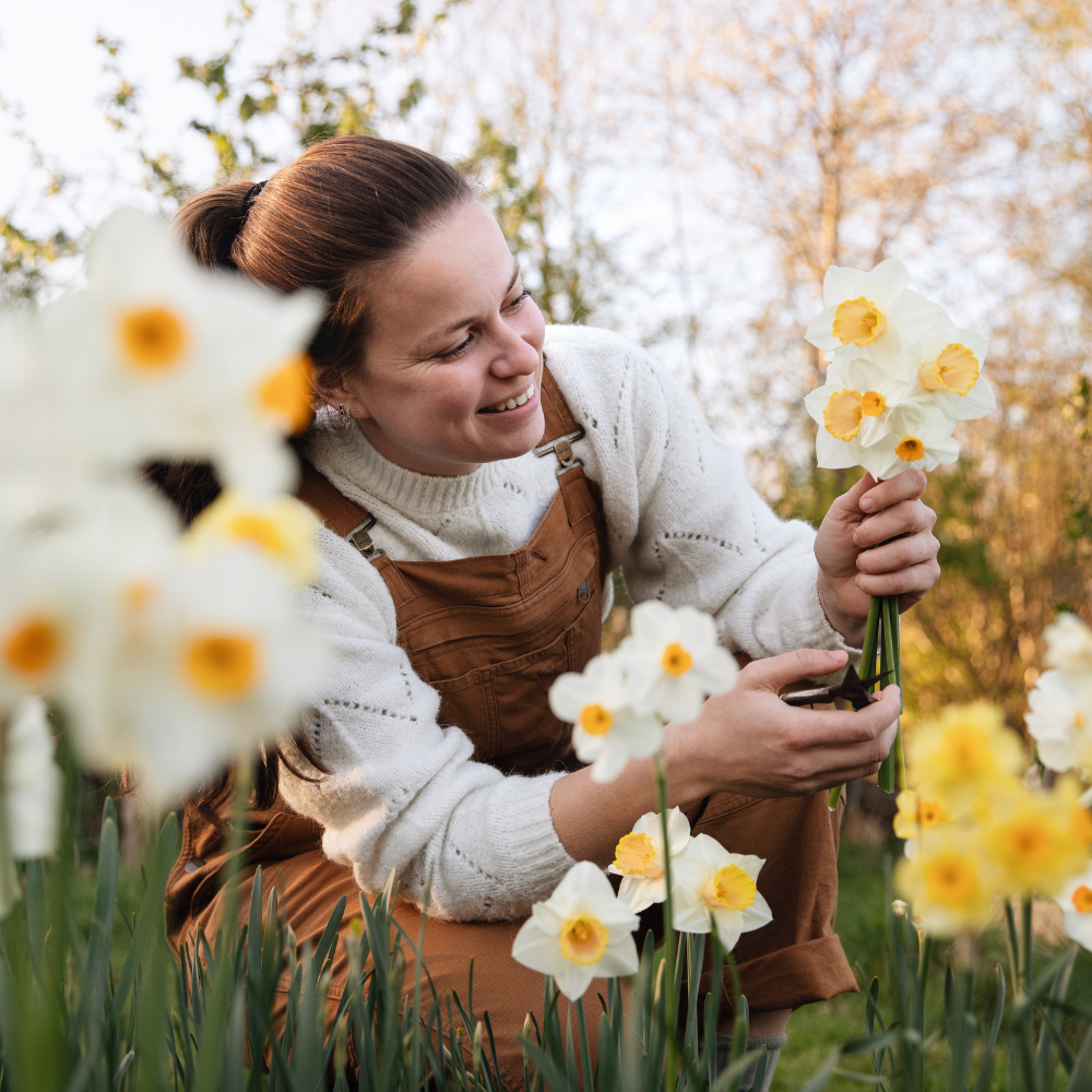 Narcissus 'Salomé' BIO