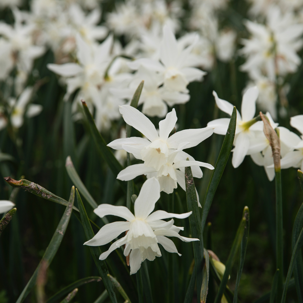 Narcissus 'Salomé' BIO