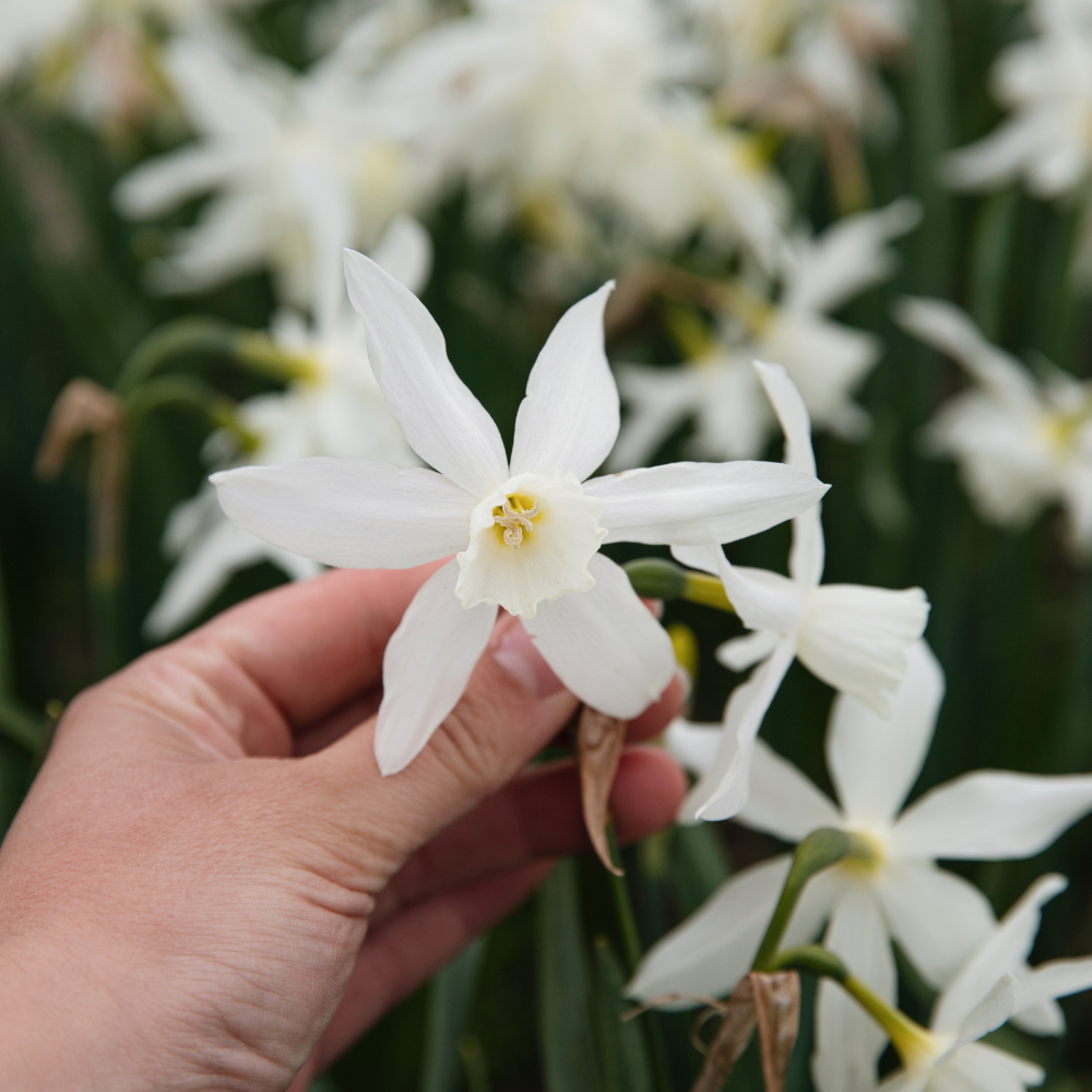 Narcissus 'Thalia' BIO