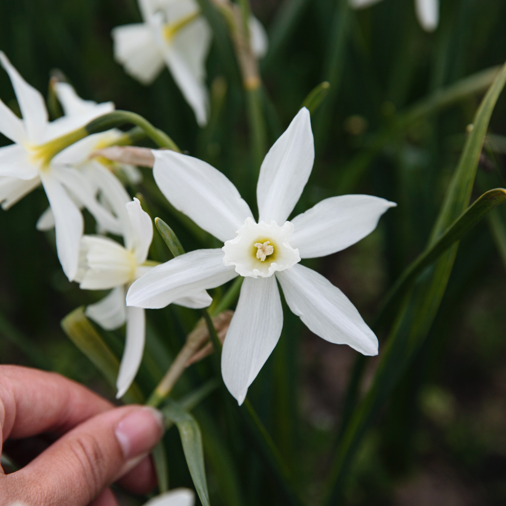 Narcis 'Thalia' BIO