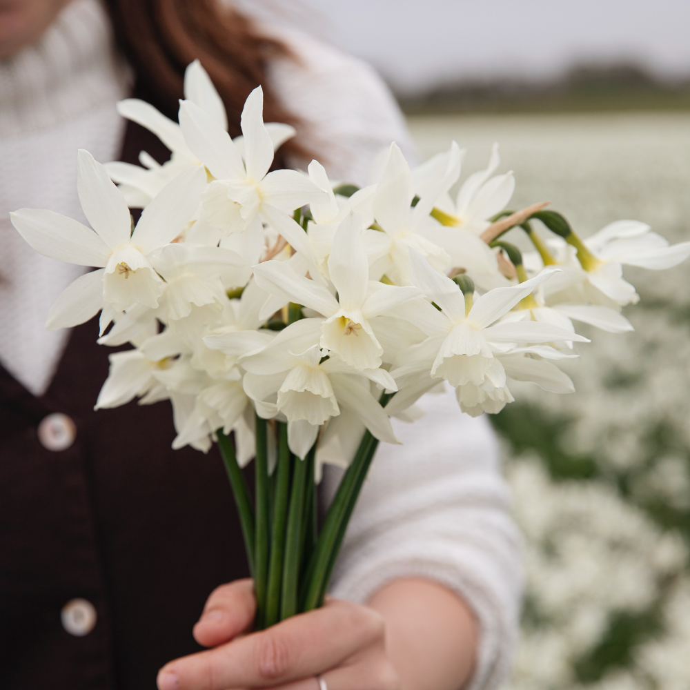 Narcissus 'Thalia' BIO