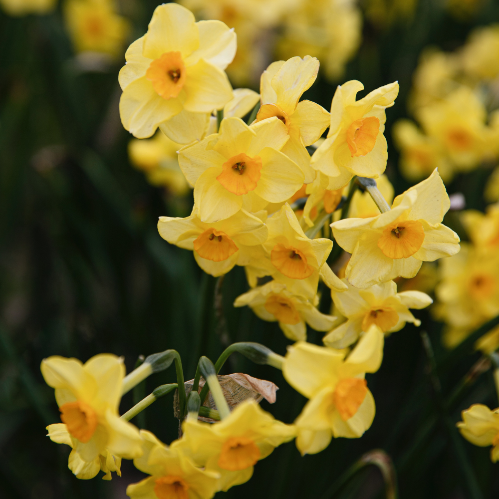 Narcissus 'Martinette' BIO