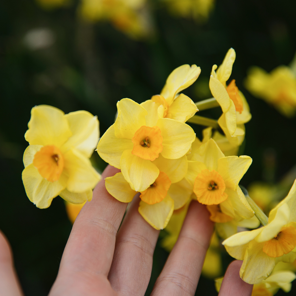 Narcissus 'Martinette' BIO