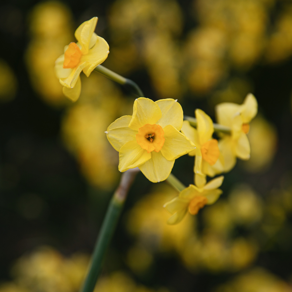 Narcissus 'Martinette' BIO