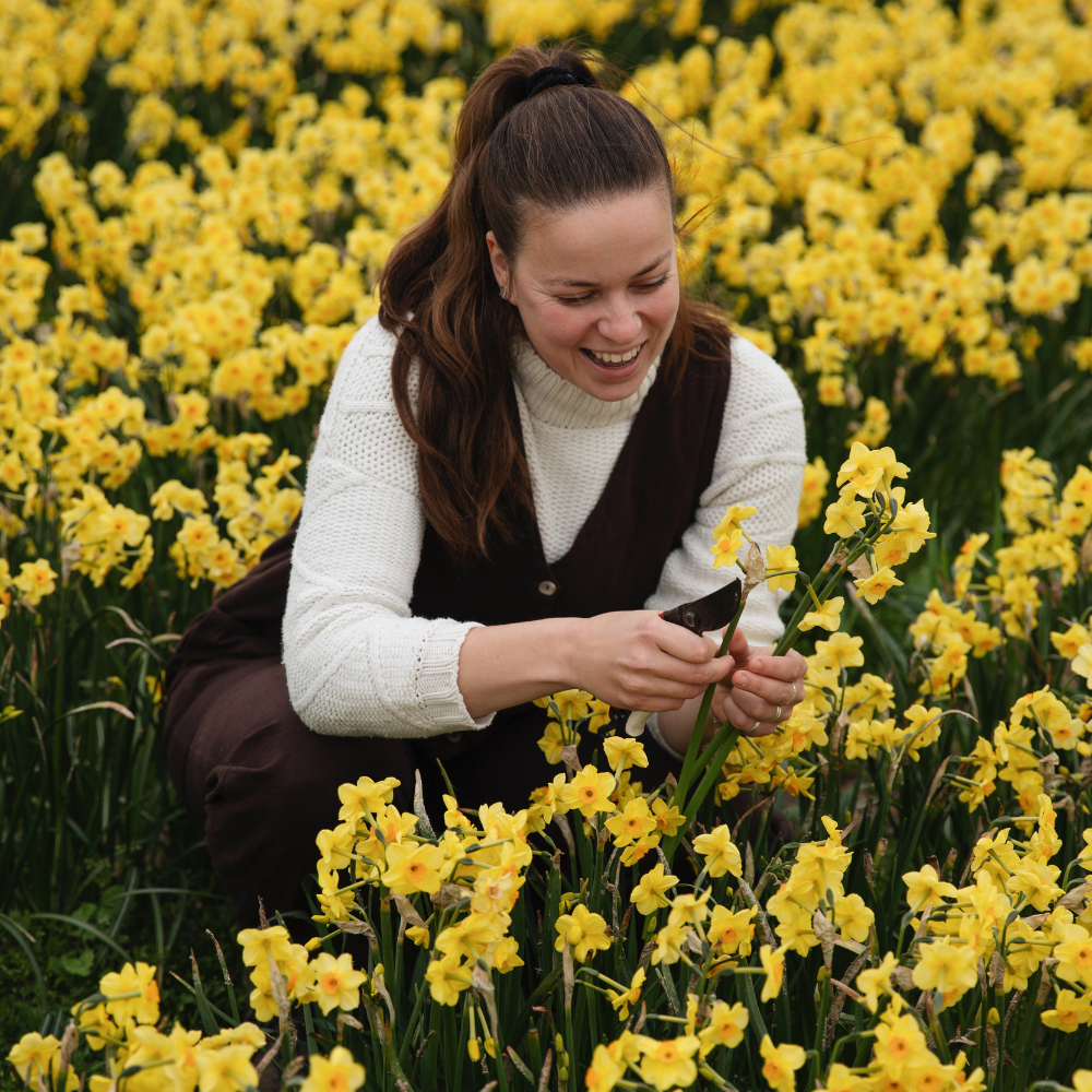 Narcissus 'Martinette' BIO