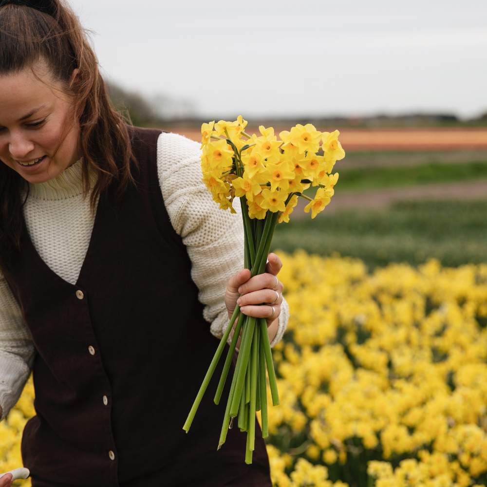 Narcissus 'Martinette' BIO