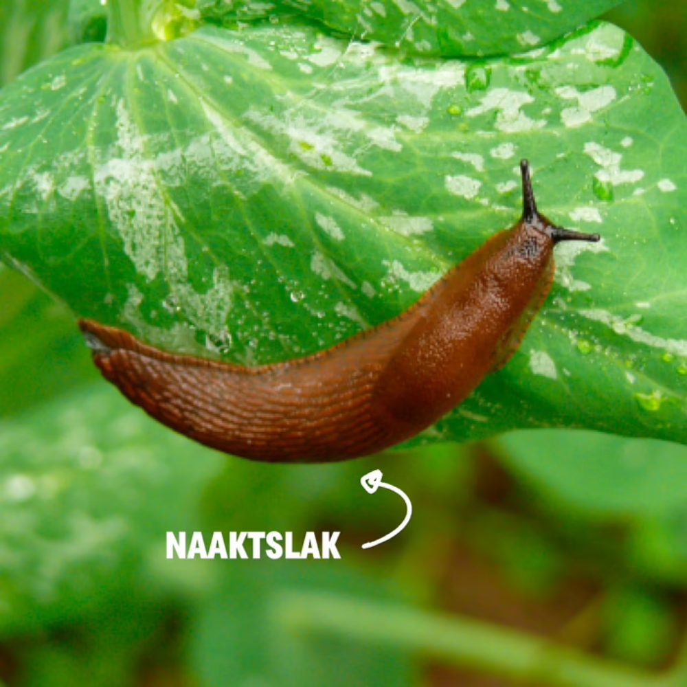 Combat slugs with No-slug