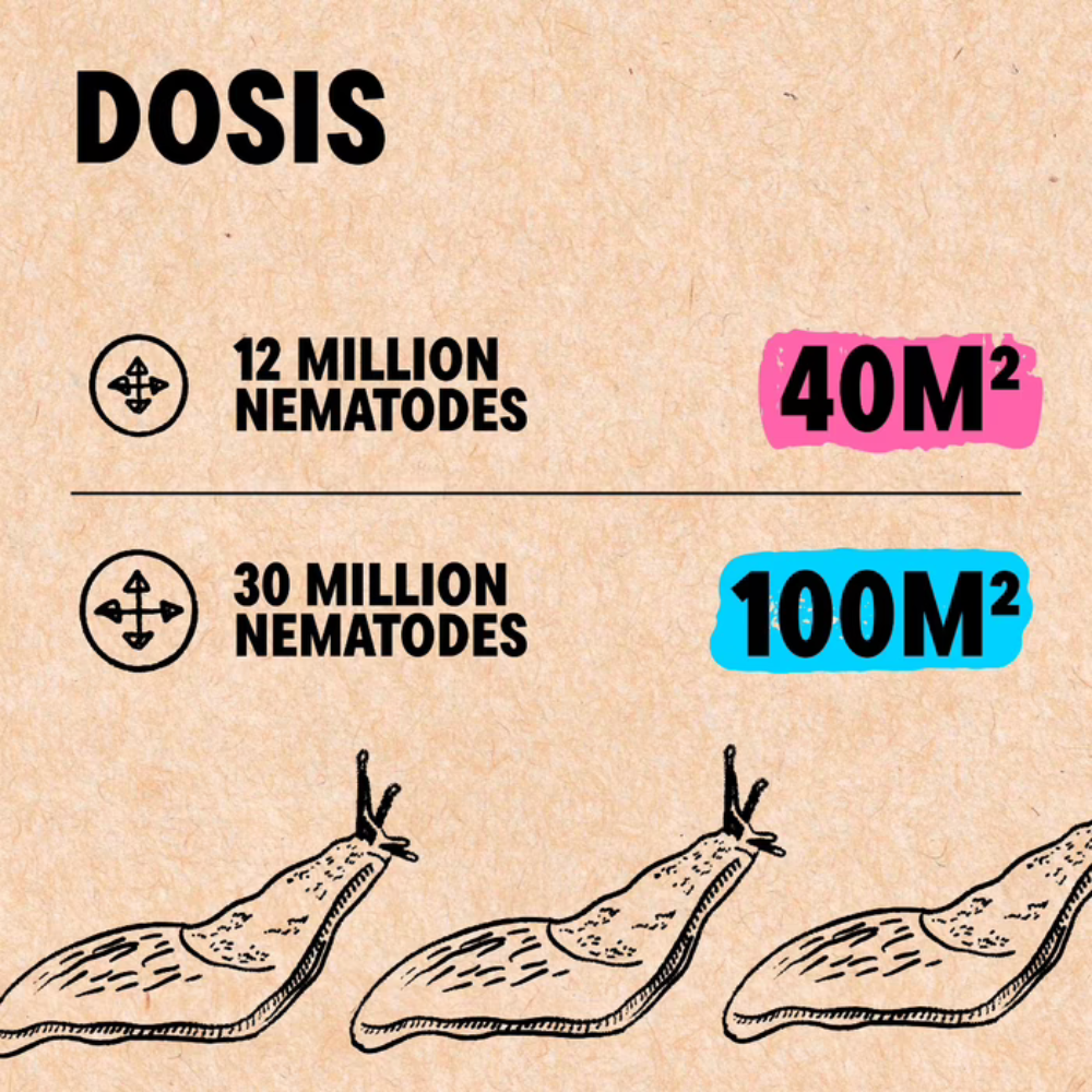 Combat slugs with No-slug