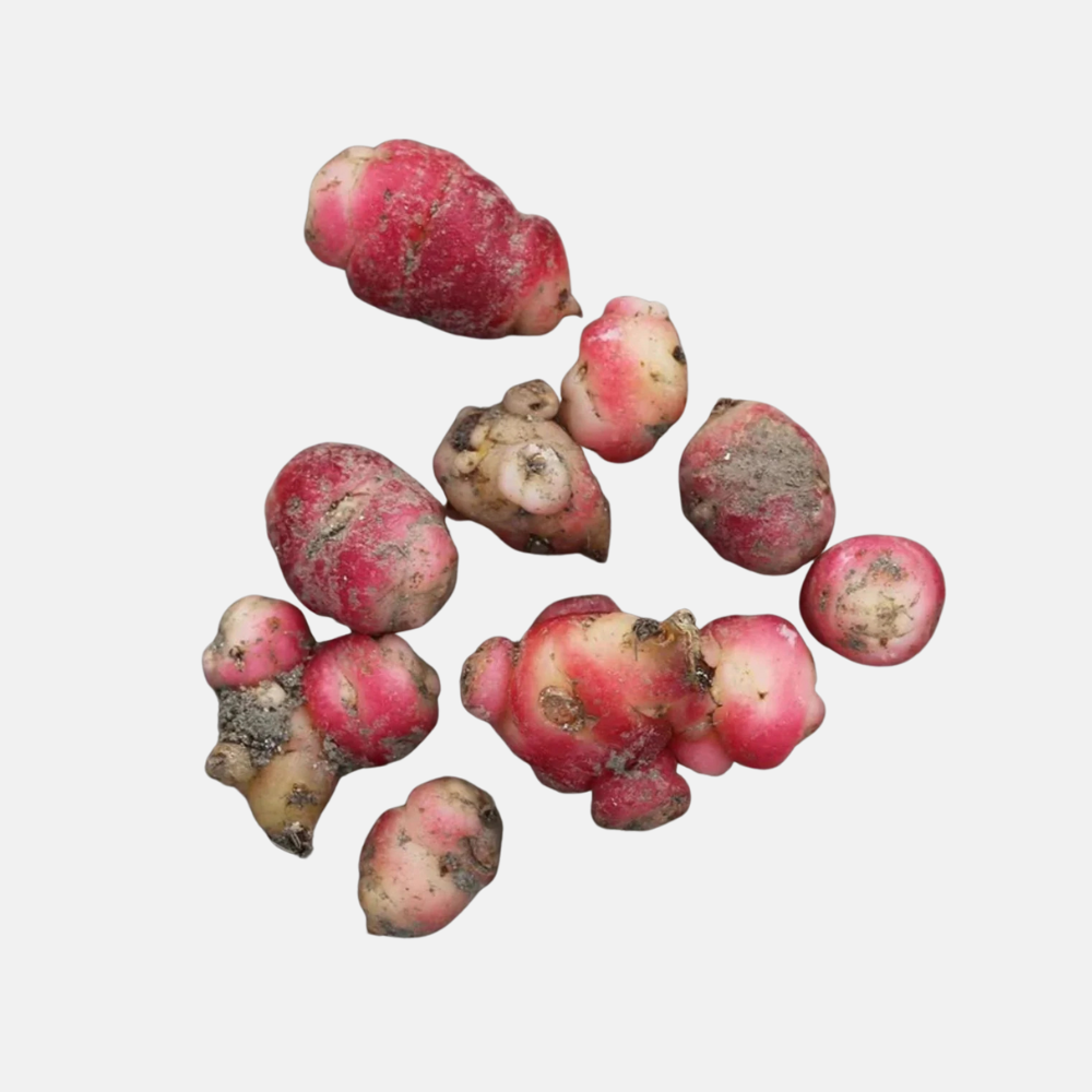 Oca (Oxalis tuberosa) - 10 tubercules