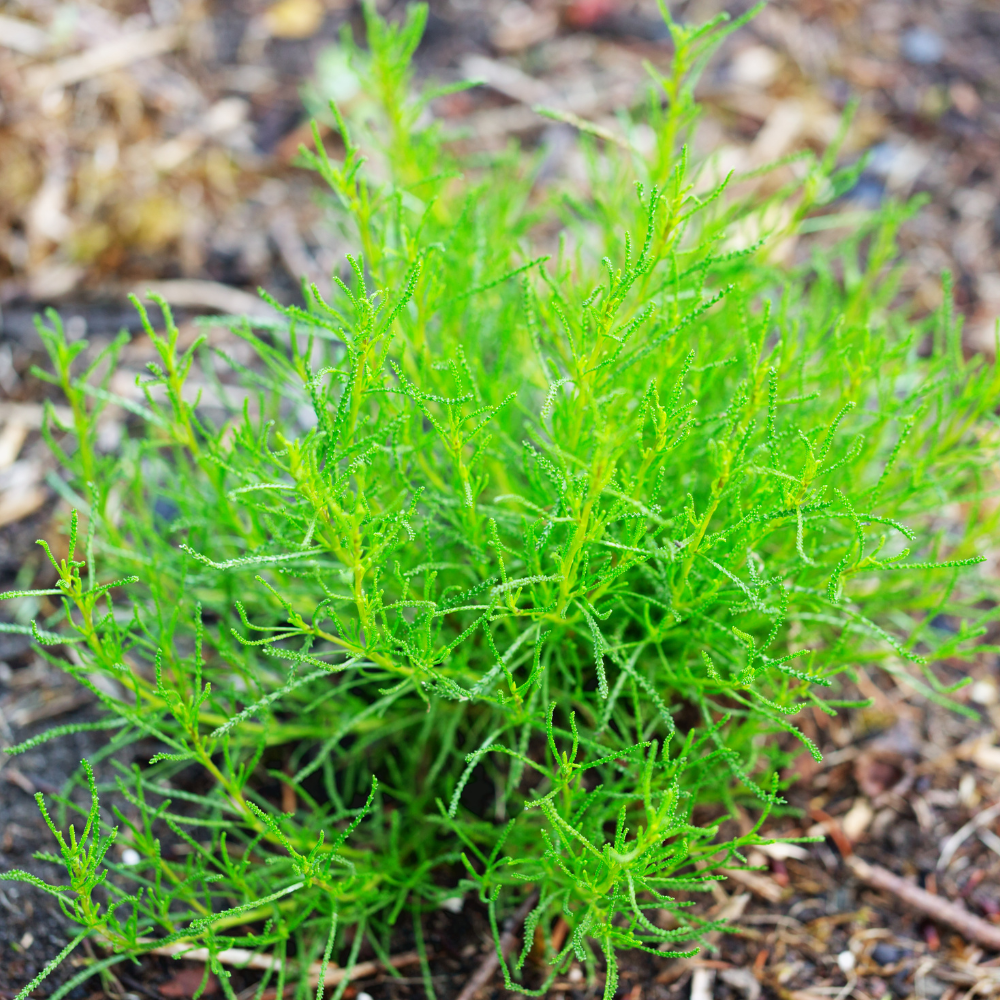 Herbe d'olivier (santolina viridis) BIO