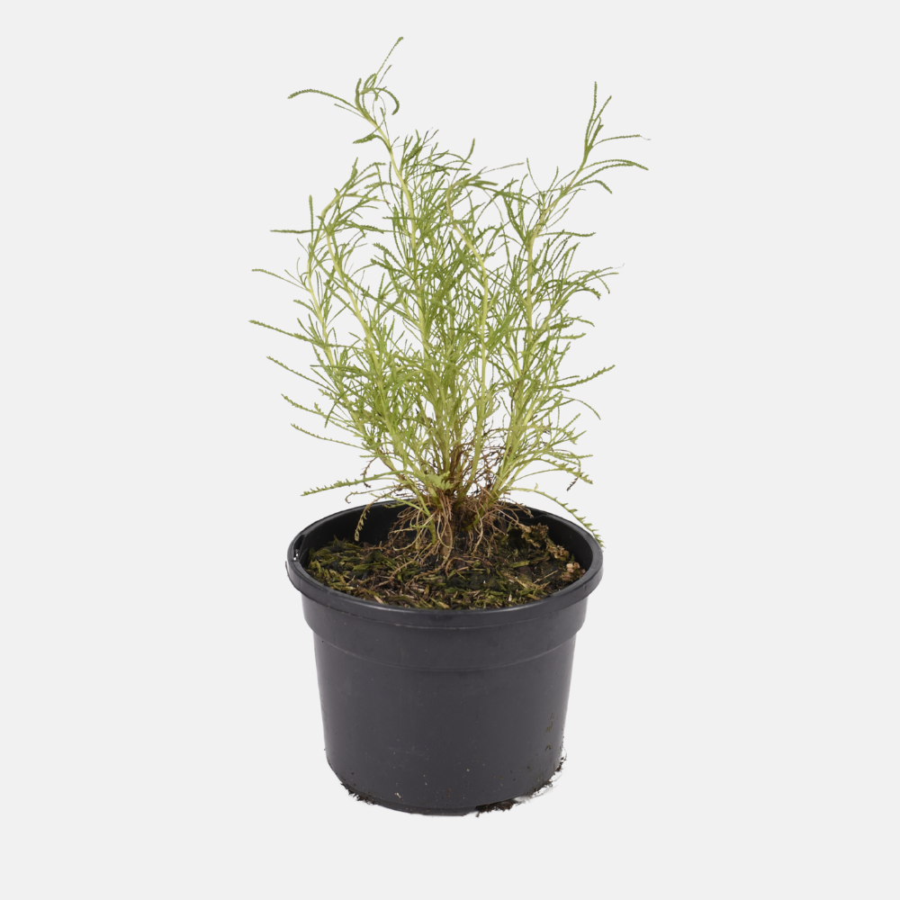 Herbe d'olivier (santolina viridis) BIO