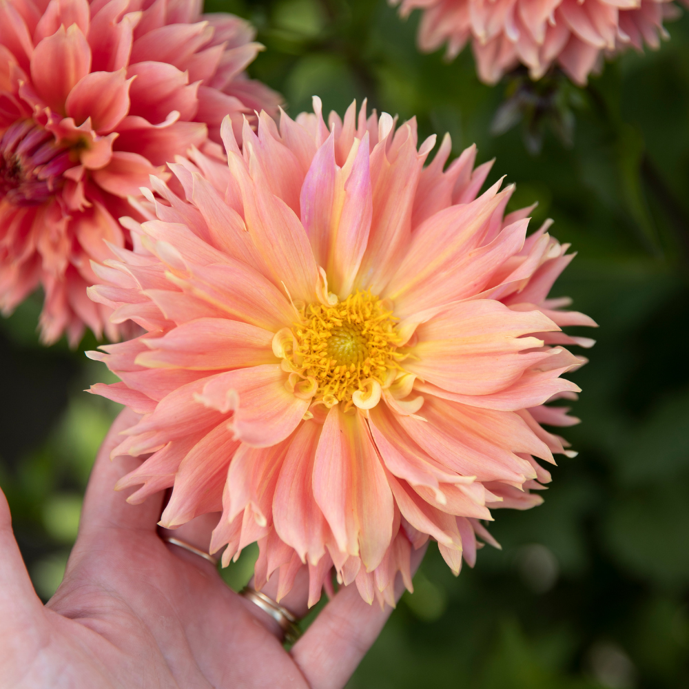 Dahlia 'Orange Fubuki'