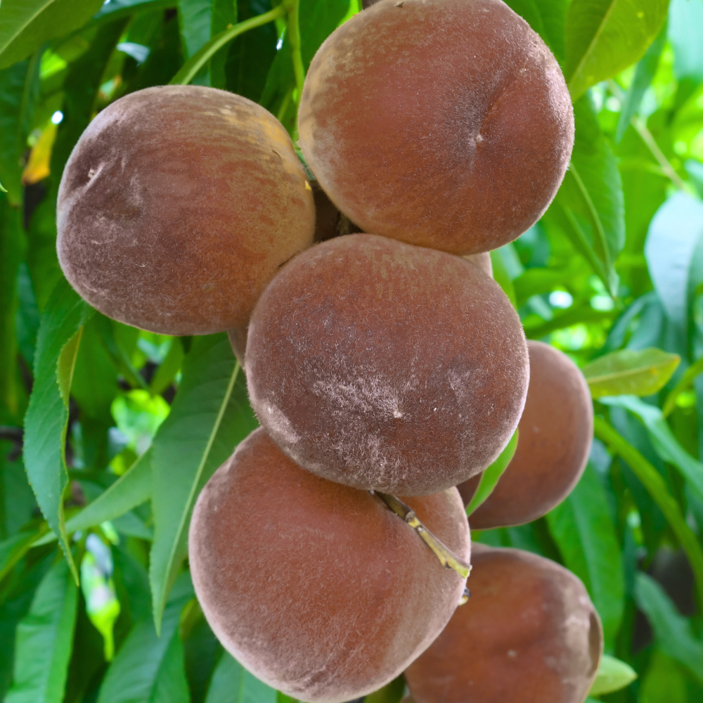 Perzikboom 'Black Boy' - Blote wortel