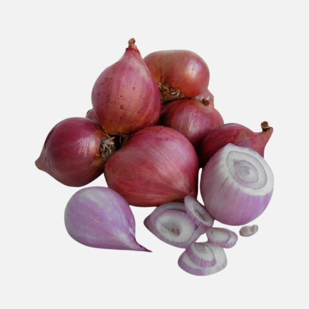 Plante échalote 'Soleil Rouge' BIO