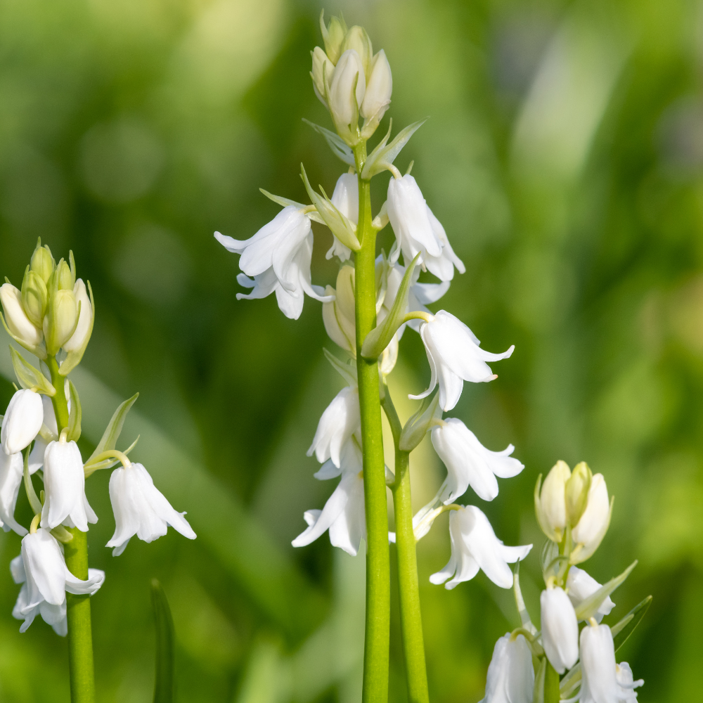 Boshyacint wit (hyacinthoides hispanica) BIO