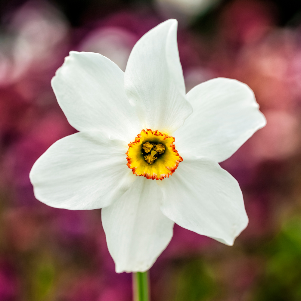Dichtersnarcis (narcissus poeticus recurvus) BIO
