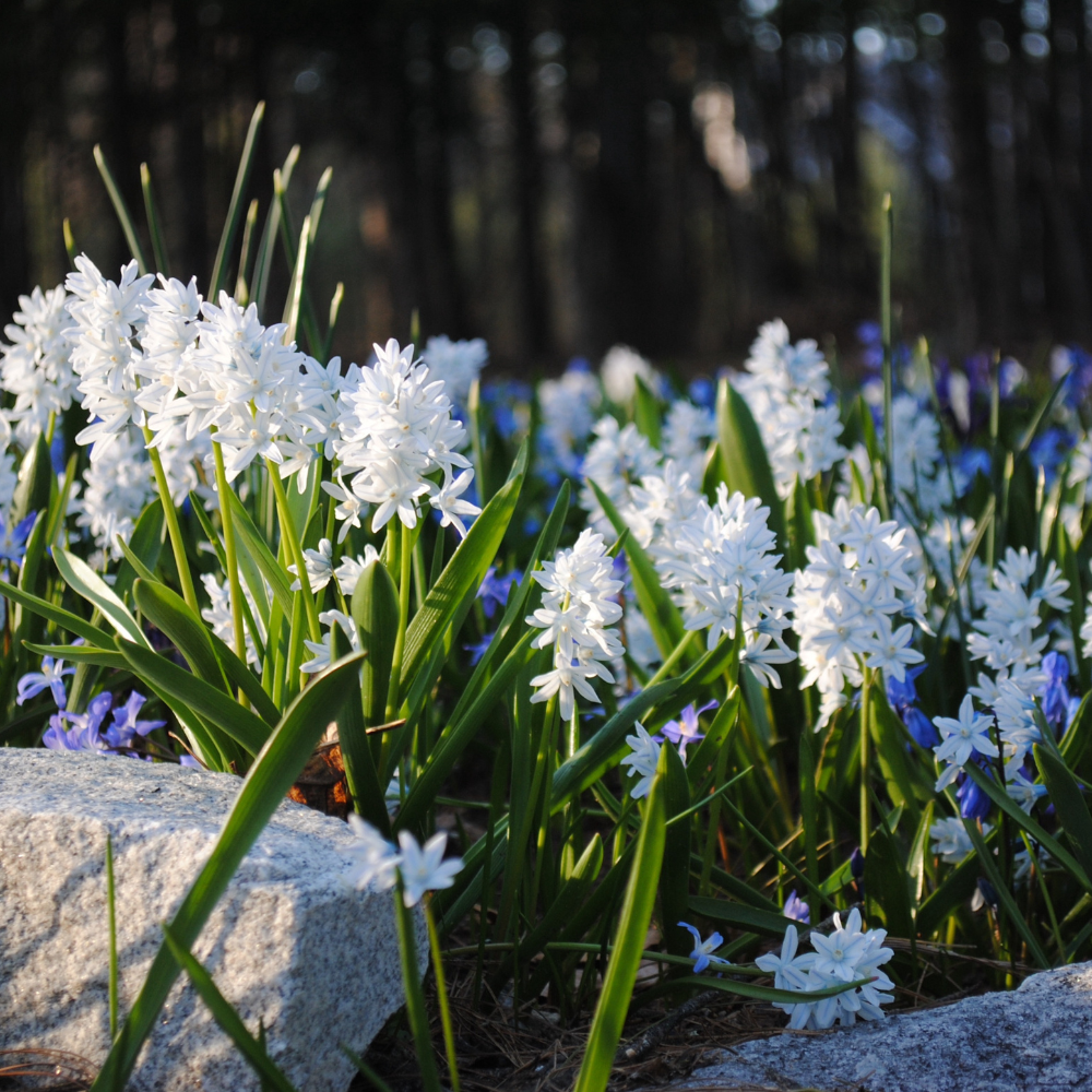 Saffierhyacint wit (puschkinia scilloides var. Libanotica) BIO