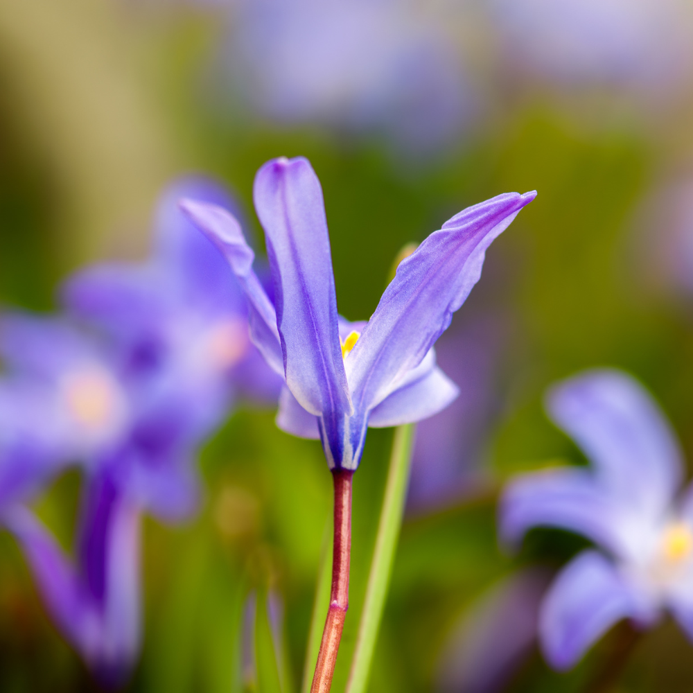 Sneeuwroem (chionodoxa luciliae) BIO
