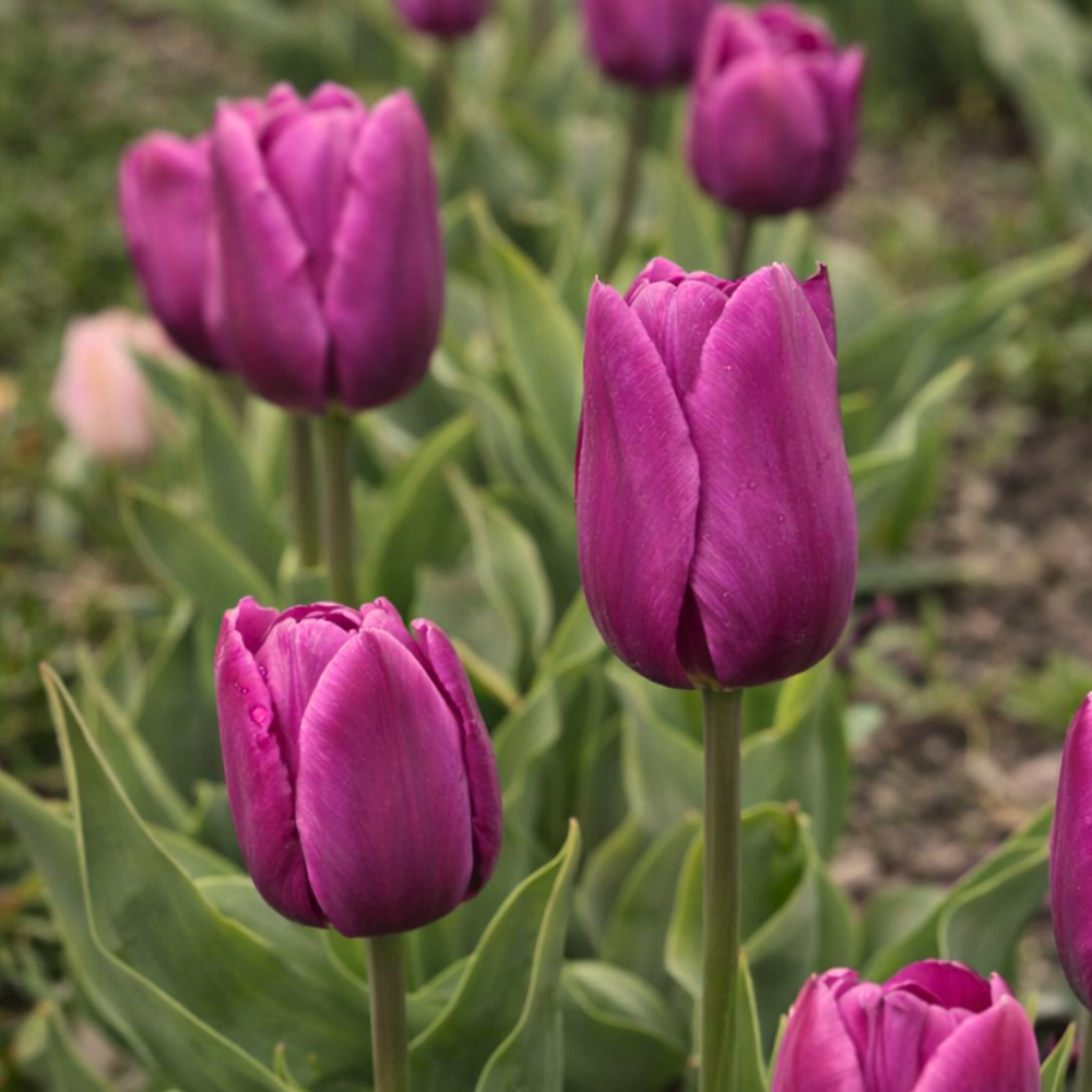 Tulp 'Purple Prince' BIO