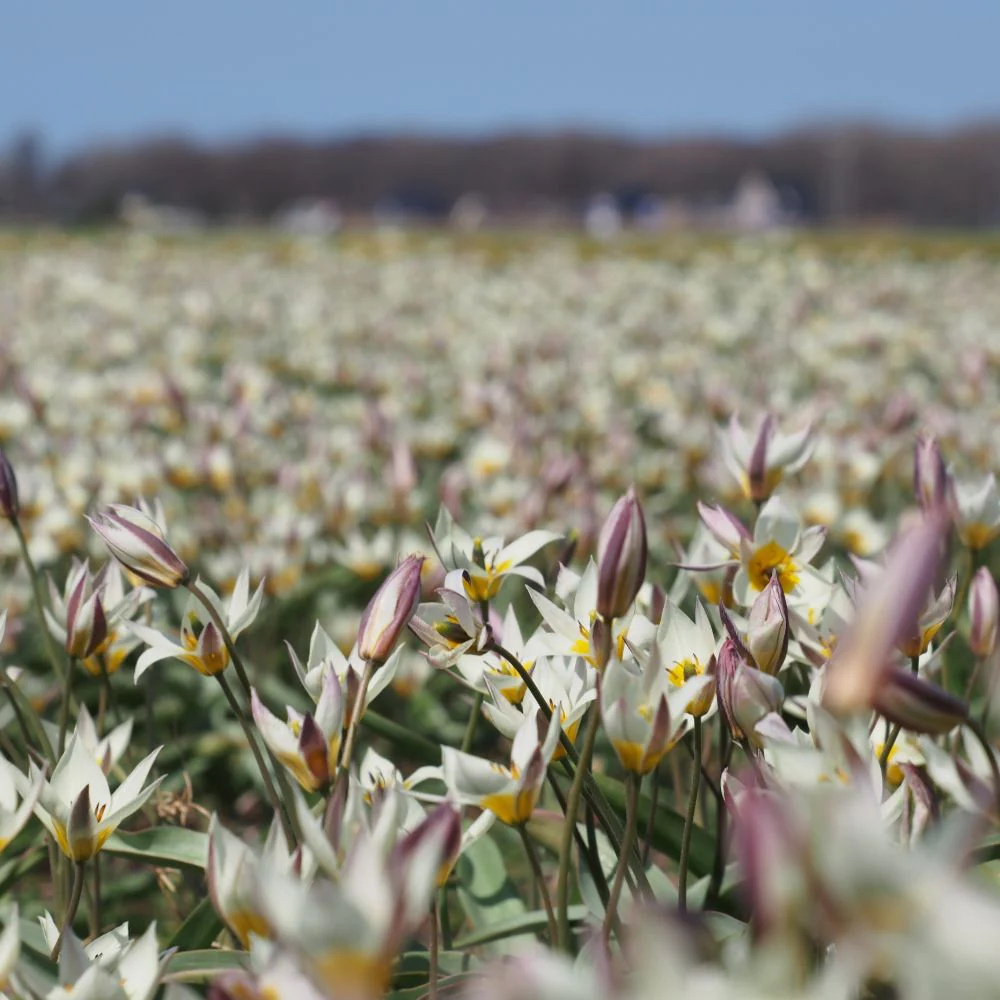 Wilde tulp wit (tulipa turkestanica) BIO
