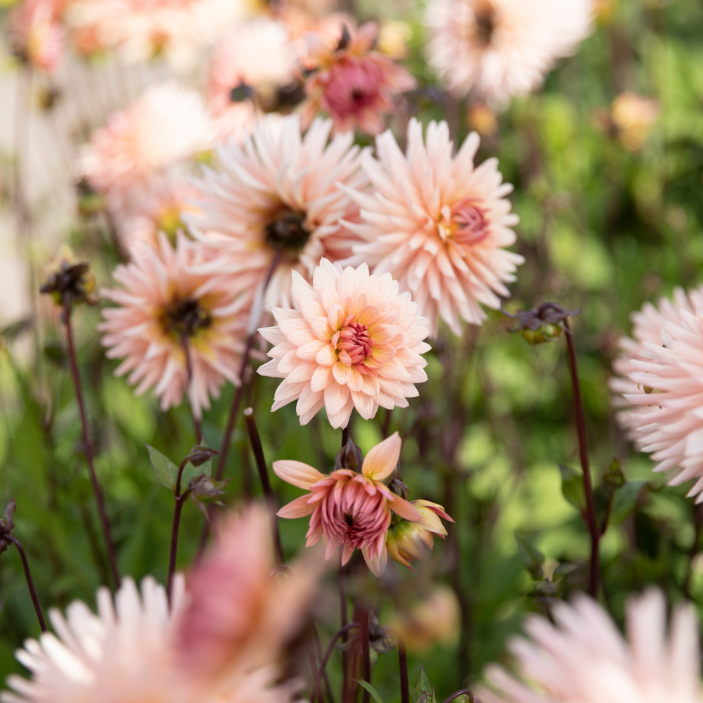 Dahlia 'Préférence'