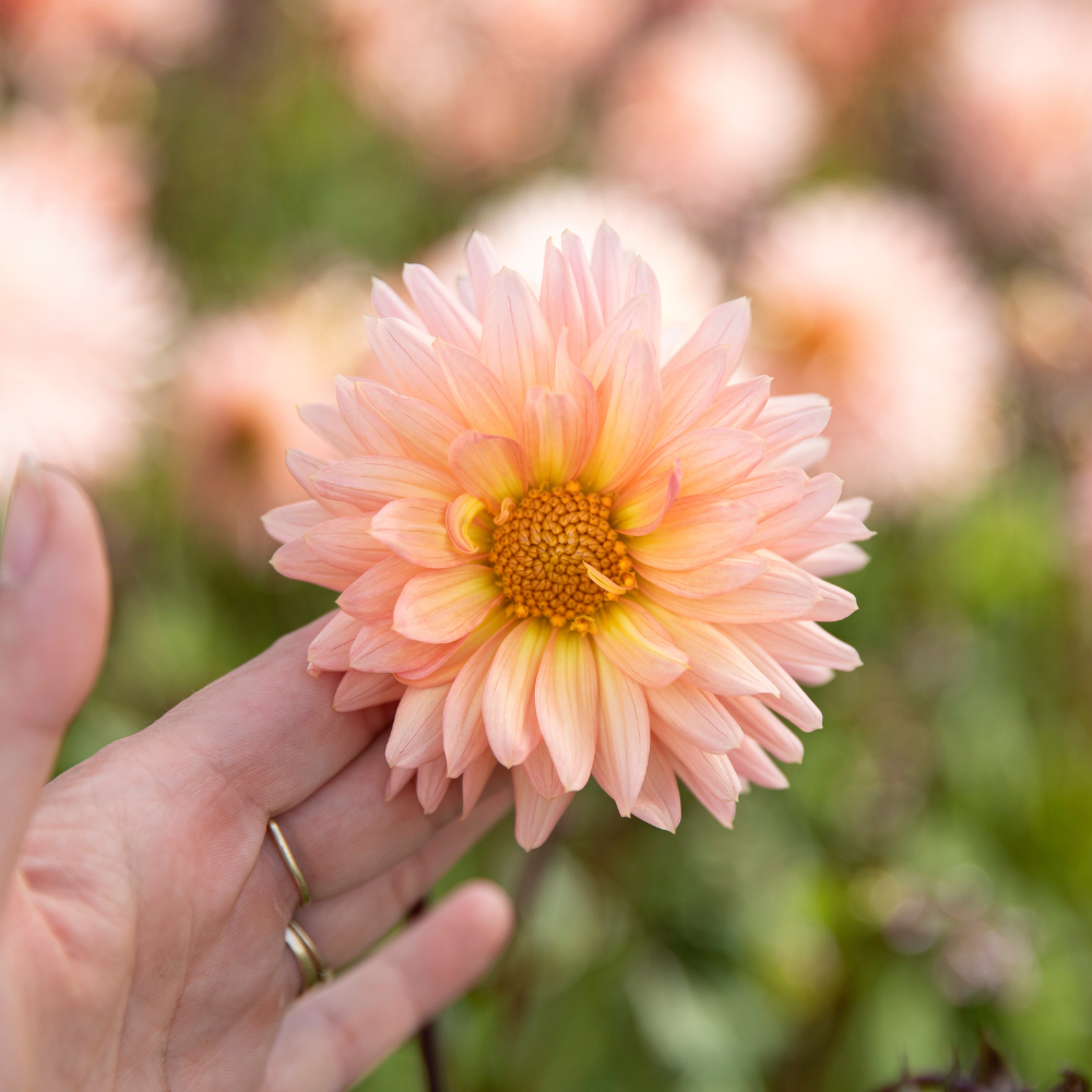 Dahlia 'Préférence'