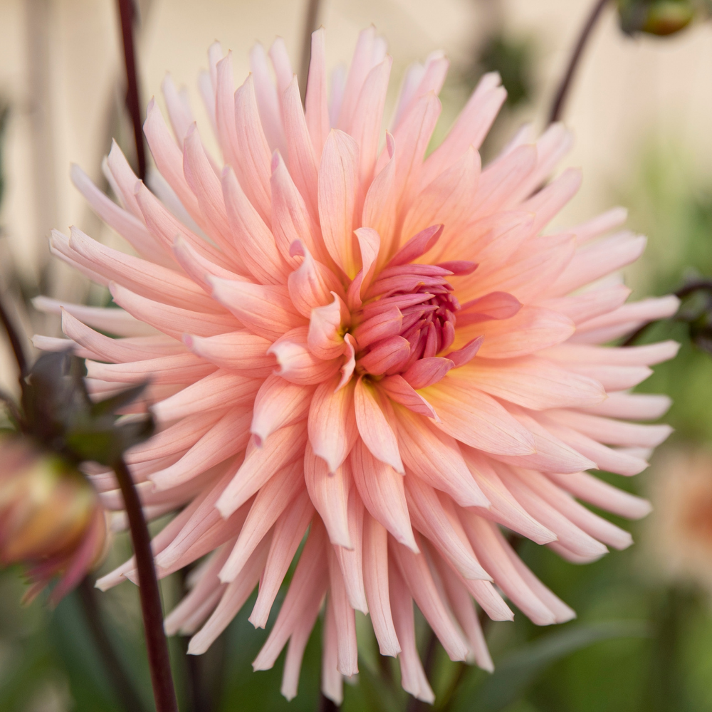 Dahlia 'Préférence'