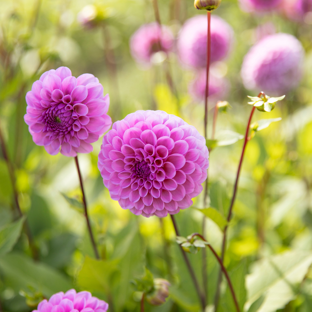 Dahlia 'Robann Regal'