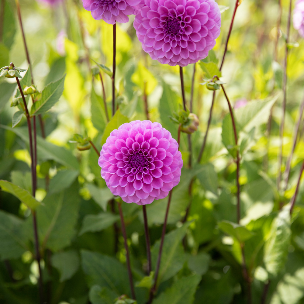 Dahlia 'Robann Regal'