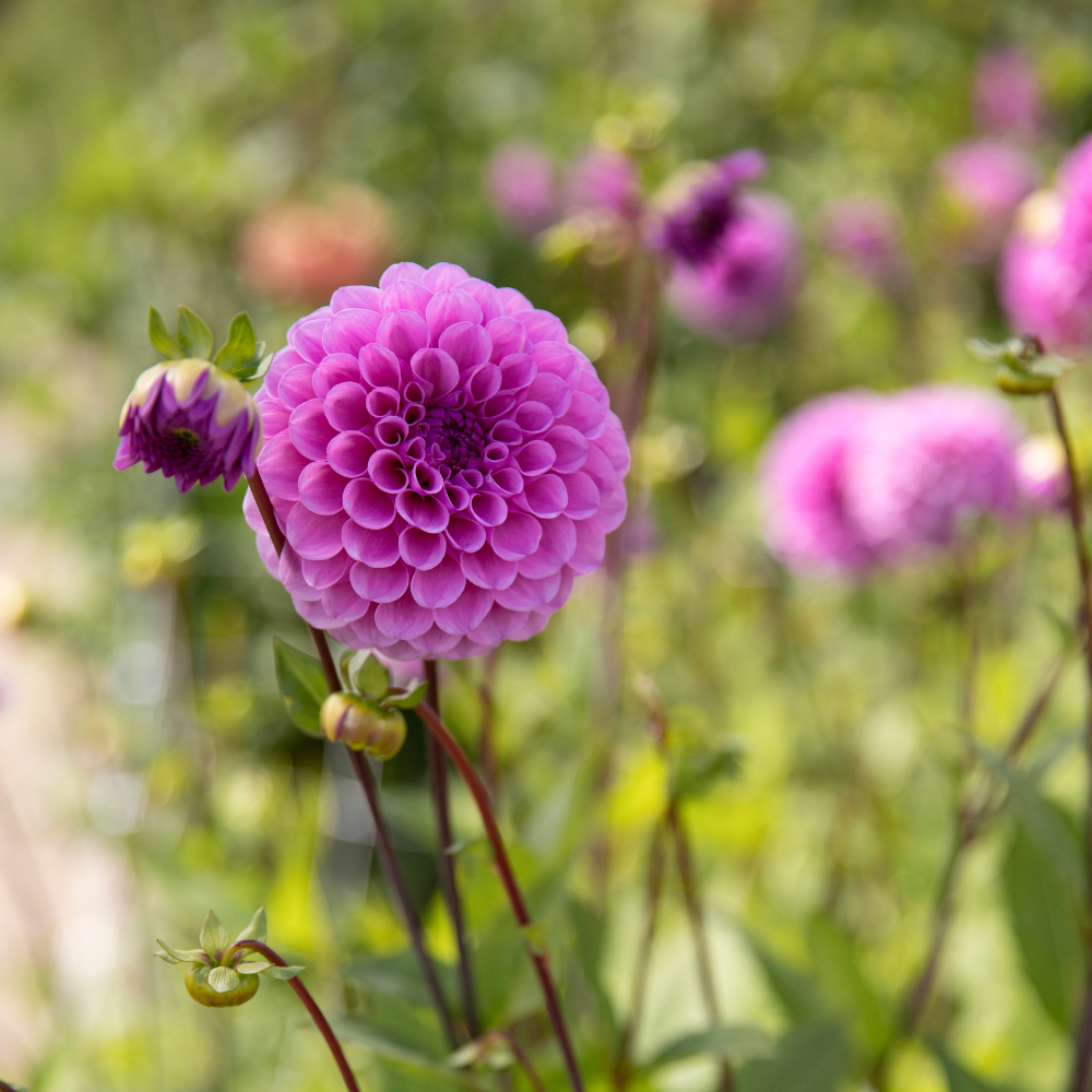 Dahlia 'Robann Regal'