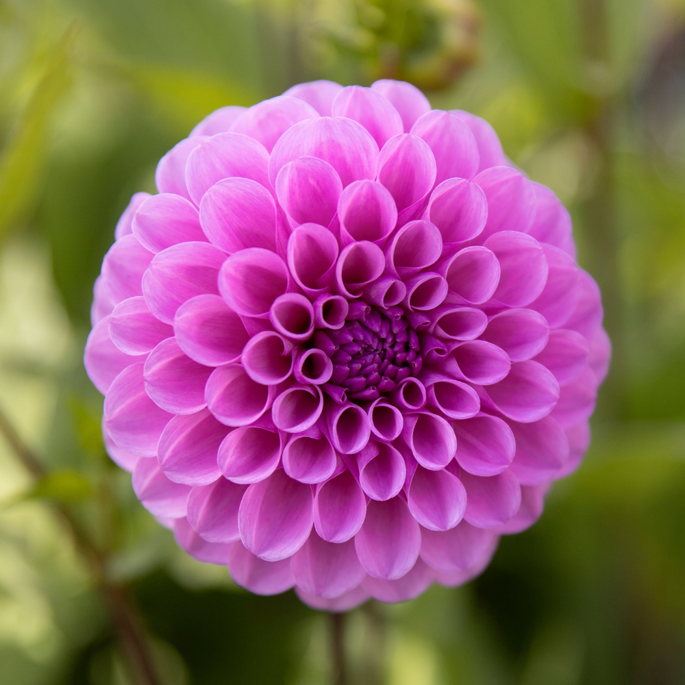 Dahlia 'Robann Regal'