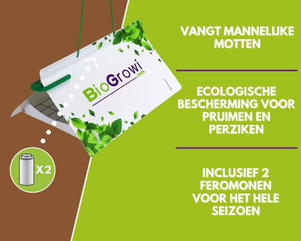 Pheromone Trap Plum Moth (Grapholita funebrana)