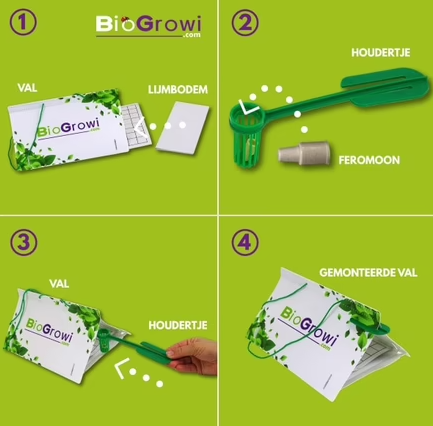 Pheromone Trap Plum Moth (Grapholita funebrana)