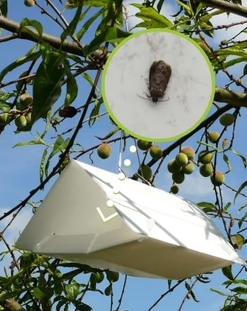Pheromone Trap Plum Moth (Grapholita funebrana)