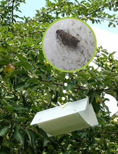 Pheromone trap Codling moth | Codling moth trap (Cydia pomonella)